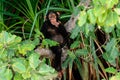 A Chimpanzee cogitating on its branch