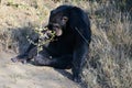 Chimpanzee in the conservancy