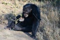 Chimpanzee in the conservancy