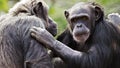 Chimpanzee conversation