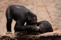 Chimpanzee couple Royalty Free Stock Photo