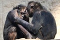 Chimpanzee couple