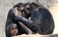 Chimpanzee couple