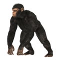 Chimpanzee Royalty Free Stock Photo