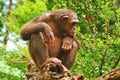 Chimpanzee