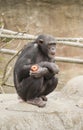 Chimpanzee