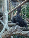 Chimpanzee eating banana sitting on tree. Black adult eating in group