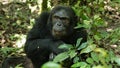 Chimpanzees in Uganda tropical forest Royalty Free Stock Photo
