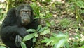 Chimpanzees in Uganda tropical forest Royalty Free Stock Photo