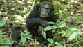 Chimpanzees in Uganda tropical forest Royalty Free Stock Photo