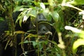 Chimpanzees in Uganda tropical forest Royalty Free Stock Photo