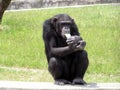Chimpanzee eating ice-cream