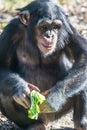 Chimpanzee eating lunch