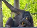 A Chimpanzee eating some fruits
