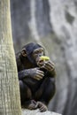 Chimpanzee eating a yellow banana Royalty Free Stock Photo