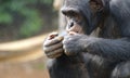 A chimpanzee eats peanuts in a conservation shelter in the middle of the rainforest in Africa Royalty Free Stock Photo