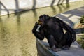 Chimpanzee eats piece of white bread. Monkey is sitting on shore of pond.