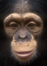 Chimpanzee face close up-grain