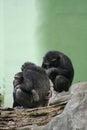 Chimpanzee family Royalty Free Stock Photo