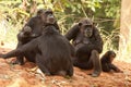 Chimpanzee Family Royalty Free Stock Photo