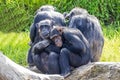 Chimpanzee family Royalty Free Stock Photo