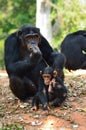 Chimpanzee family Royalty Free Stock Photo