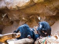 chimpanzee family cuddles up with their baby