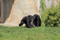 Chimpanzee family playing together in zoo in leipzig in germany.