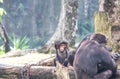 Chimpanzee family Royalty Free Stock Photo