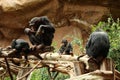 Chimpanzee family sitting on wood pile