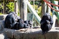 Chimpanzee family spending time together in the sun, community