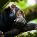 Chimpanzee, Kibale Forest, Uganda Royalty Free Stock Photo