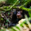 Chimpanzee, Kibale Forest, Uganda Royalty Free Stock Photo