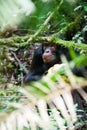 Chimpanzee, Kibale Forest, Uganda Royalty Free Stock Photo