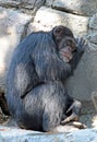 Chimpanzee Royalty Free Stock Photo