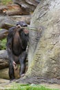 Chimpanzee 'fishing' for food