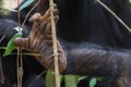 Chimpanzee foot Royalty Free Stock Photo