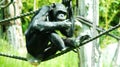 Chimpanzee Royalty Free Stock Photo