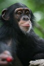 Chimpanzee gives a cherry