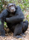 Chimpanzee in Gombe stream national park