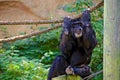 Chimpanzee gripping a rope