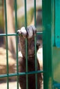 Chimpanzee hand holding bars of a zoo cage. Animal rights