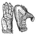 Chimpanzee Hands, vintage illustration