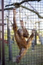 Chimpanzee hanging in a cage at the zoo holding on to the bars and biting the bars with his teeth