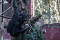 Chimpanzee hanging from a tree and eating food