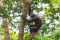 Chimpanzee hanging on tree in jungle looking down