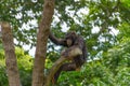 Chimpanzee hanging on tree in jungle looking down