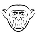 Chimpanzee head