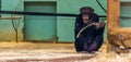 Chimpanzee holding a branch, popular pets and zoo animals