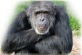A Chimpanzee Hominidae